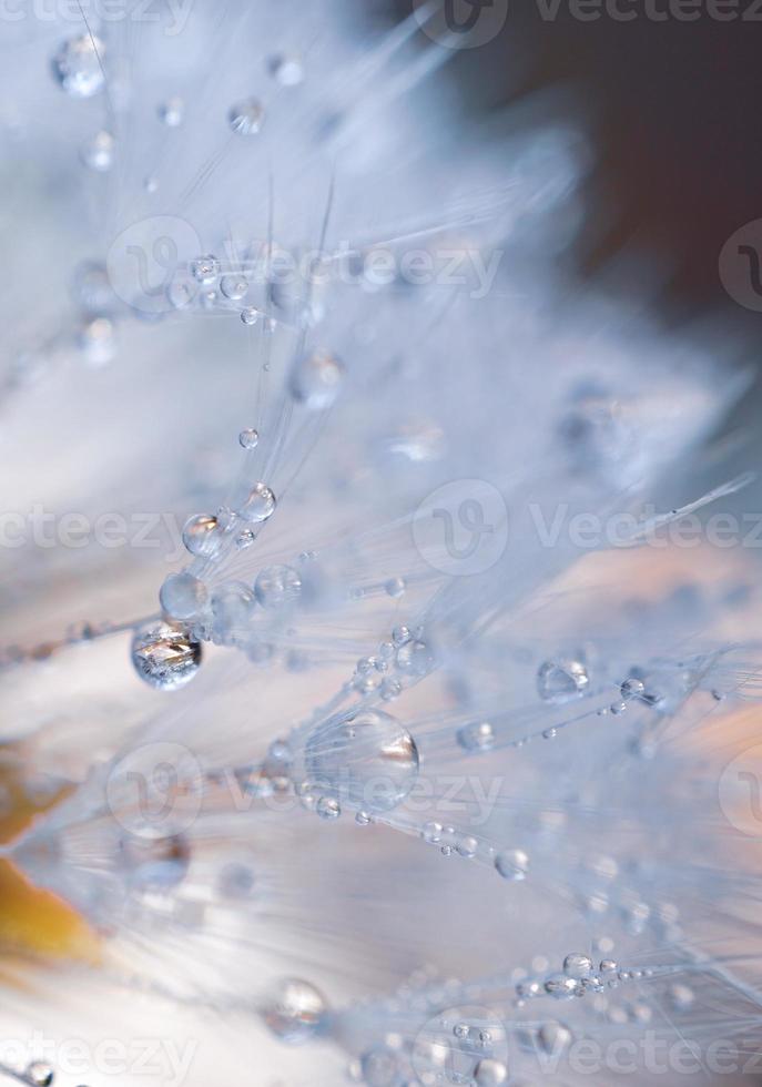 gotas sobre la flor de diente de león foto