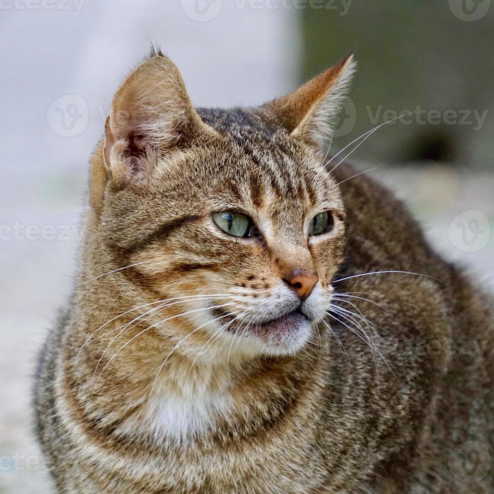 beautiful stray cat portrait photo