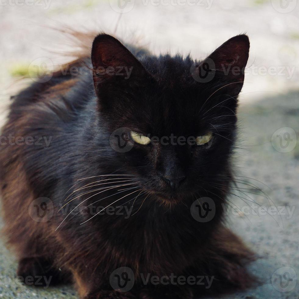 hermoso retrato de gato callejero foto