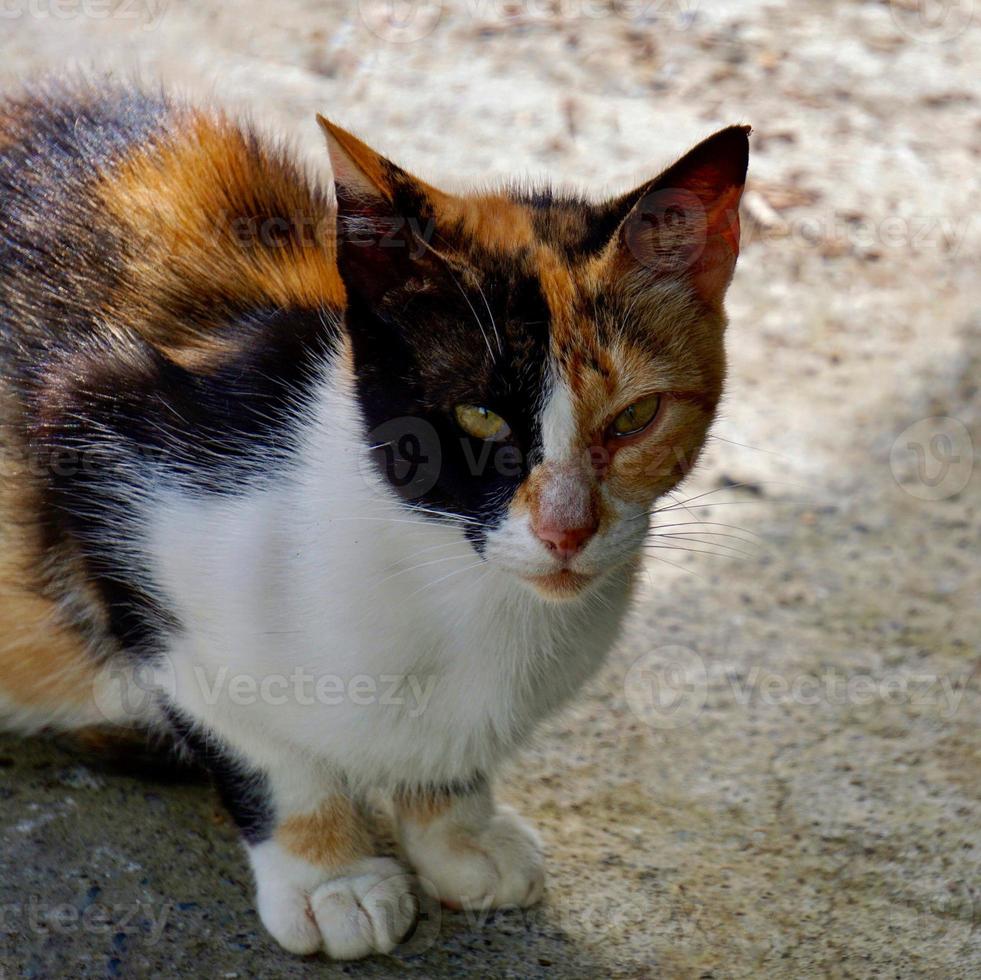 beautiful stray cat portrait photo