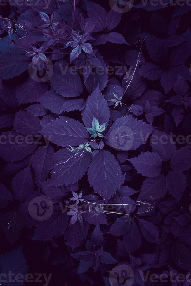 blue plant leaves in the nature in springtime photo