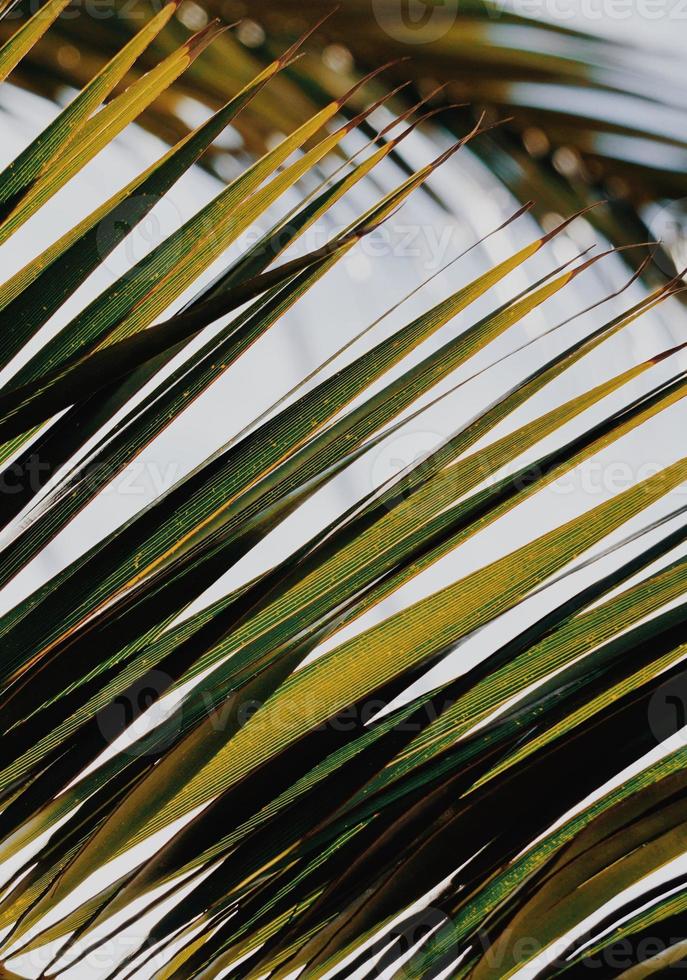 hojas de palmera en primavera foto