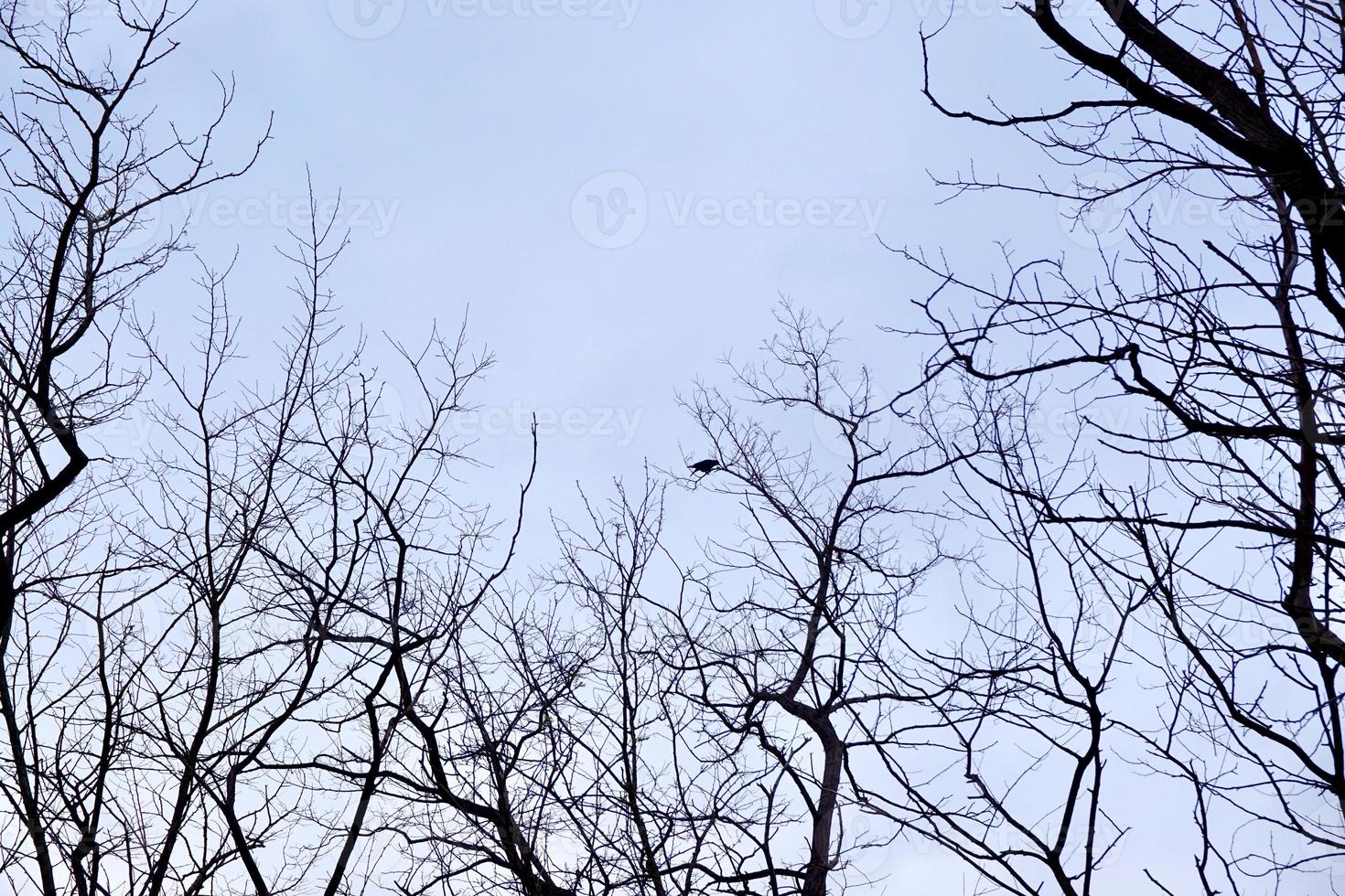 tree branches and blue sky in autumn season photo