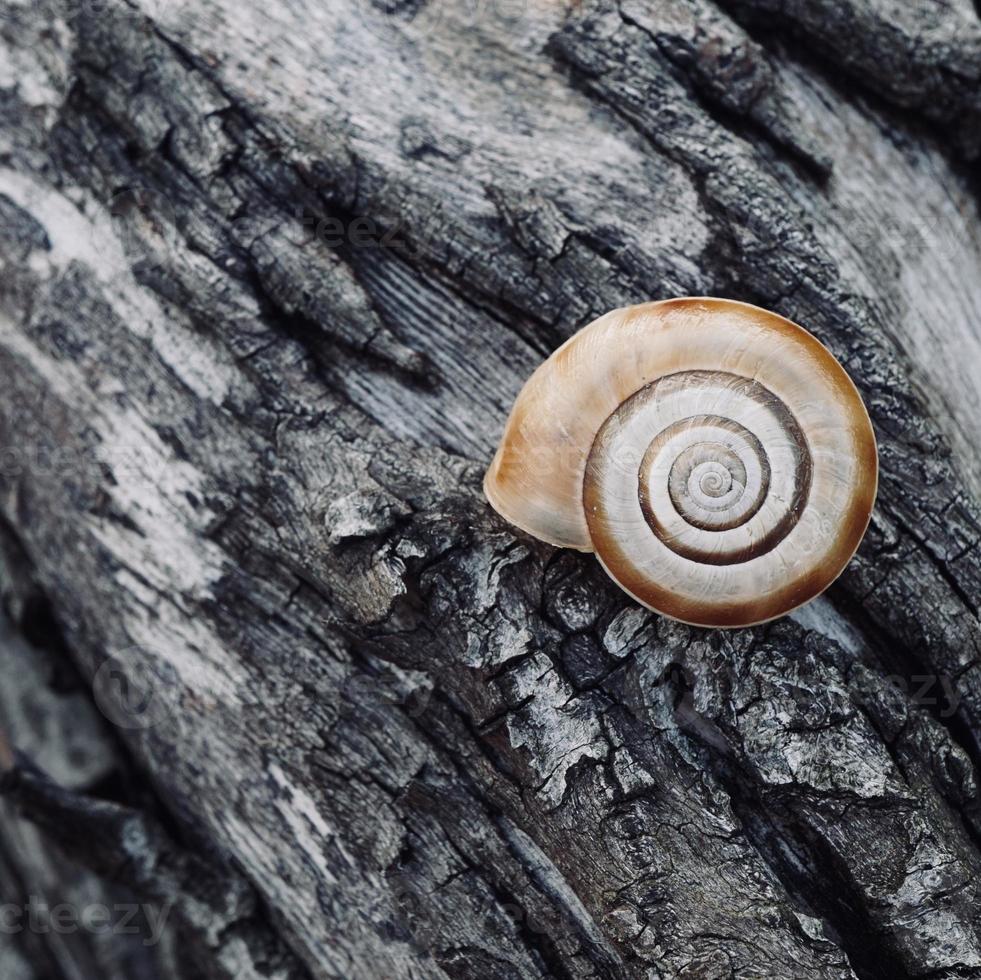 little snail on the trunk photo