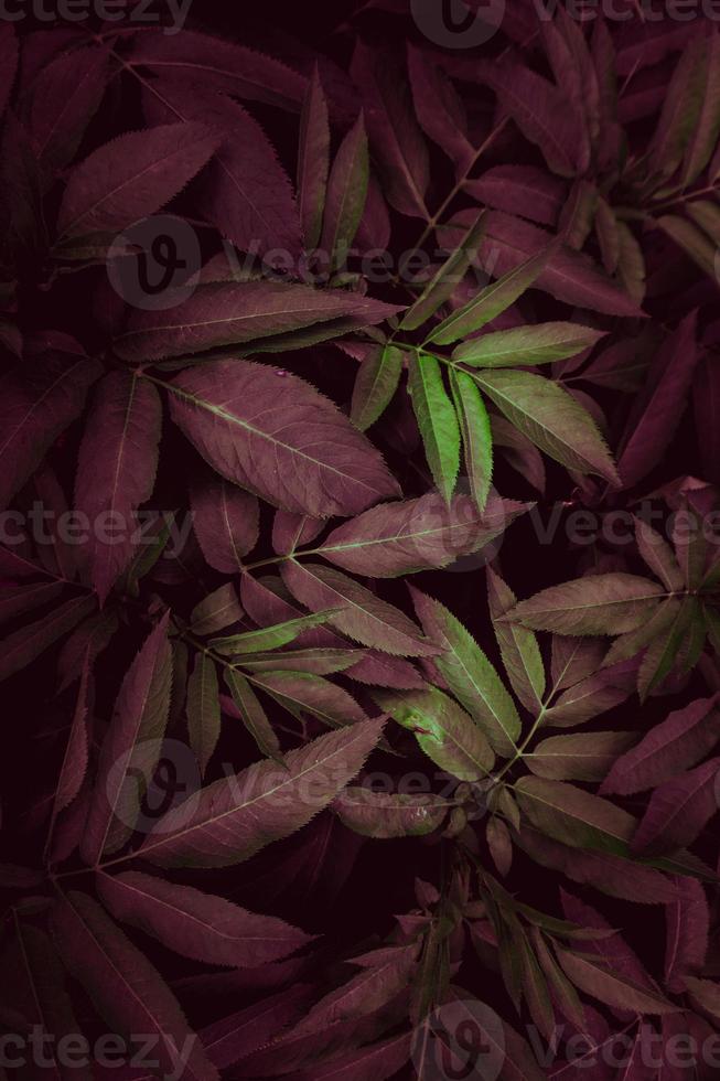 hojas de plantas verdes y rojas foto