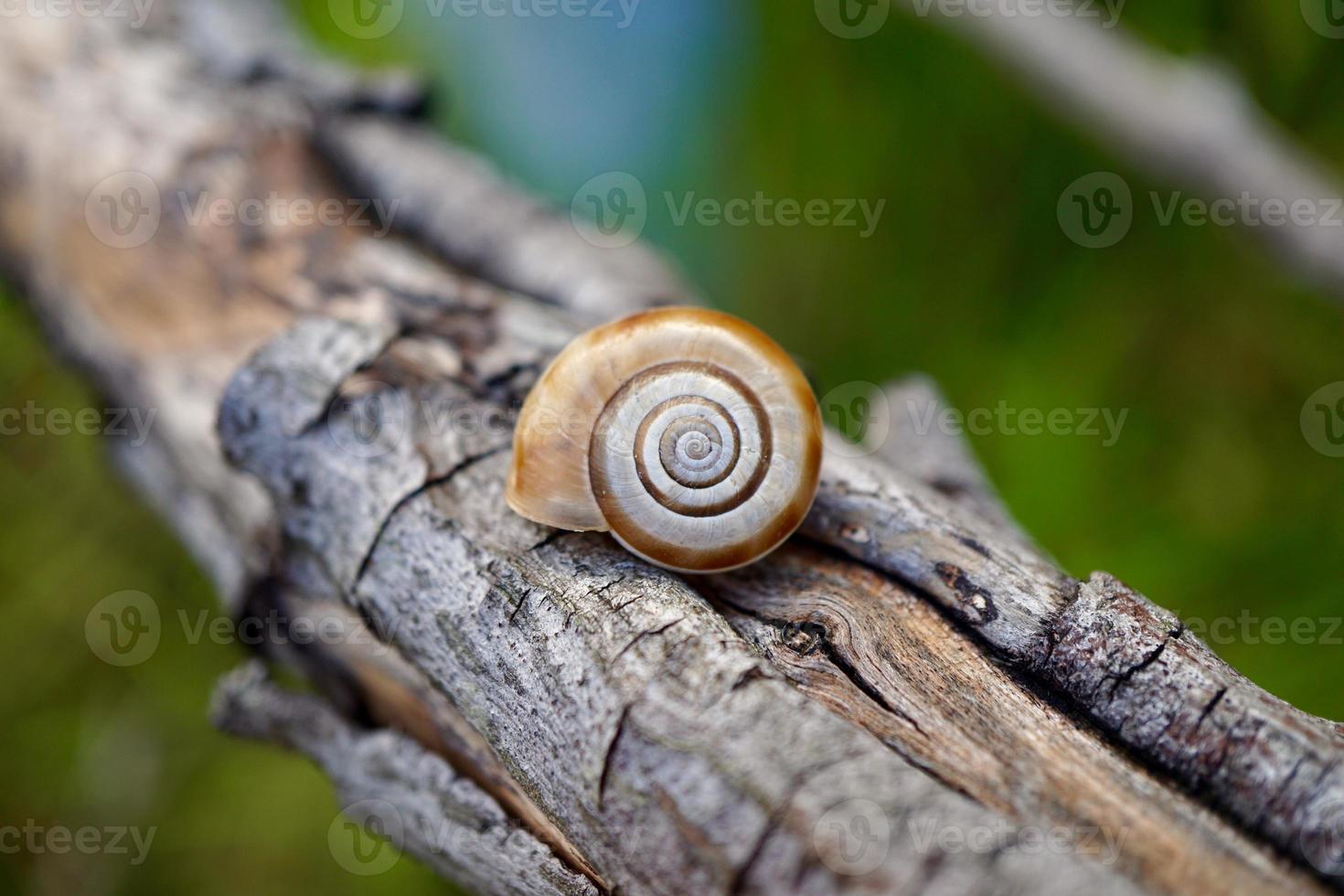 little snail on the trunk photo