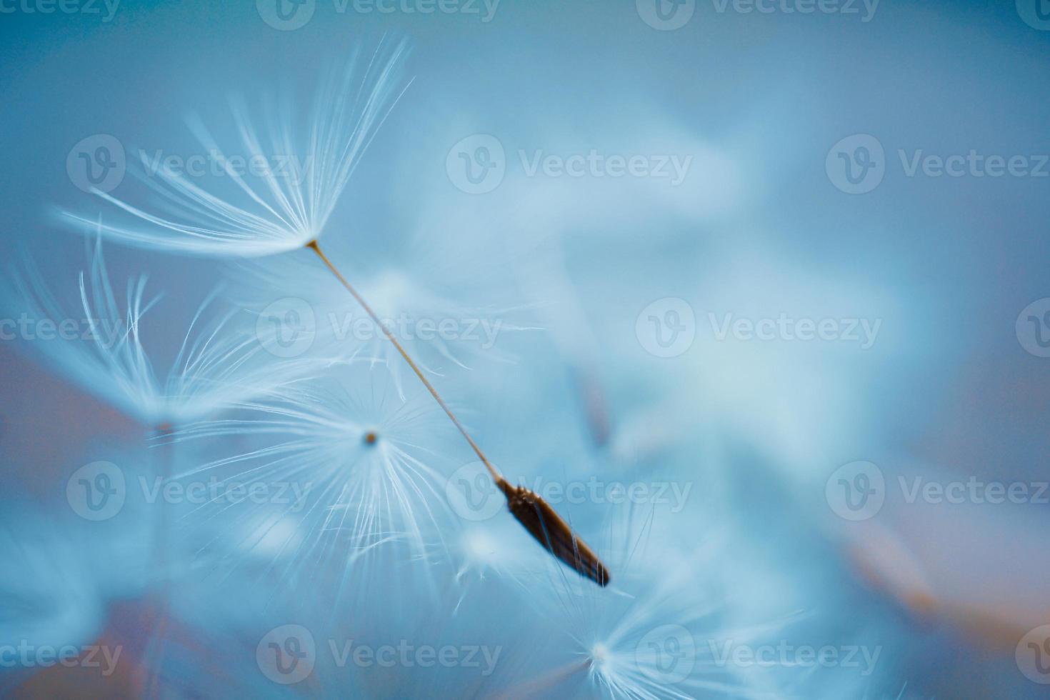 flor de diente de león romántico en primavera foto