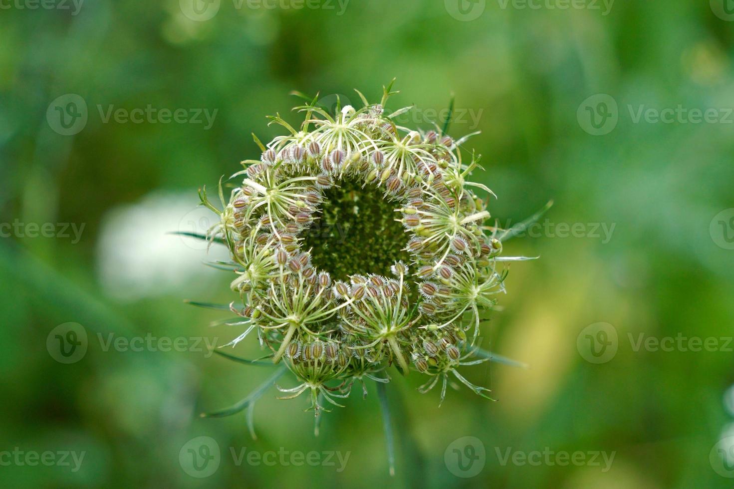 beautiful green flower plant in spring season photo