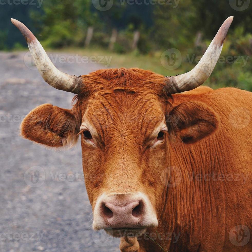 retrato de vaca marrón en el prado foto