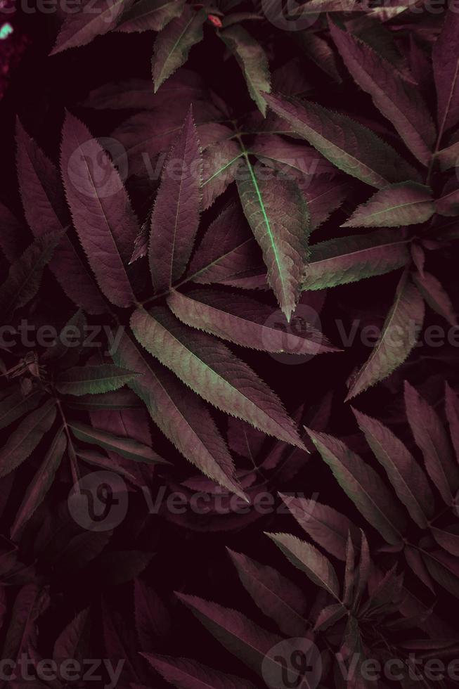 hojas de plantas verdes y rojas foto