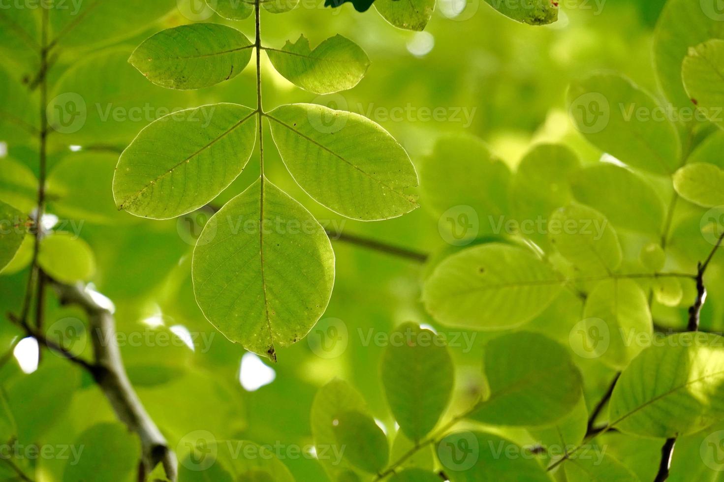 green tree leaves in springtime photo
