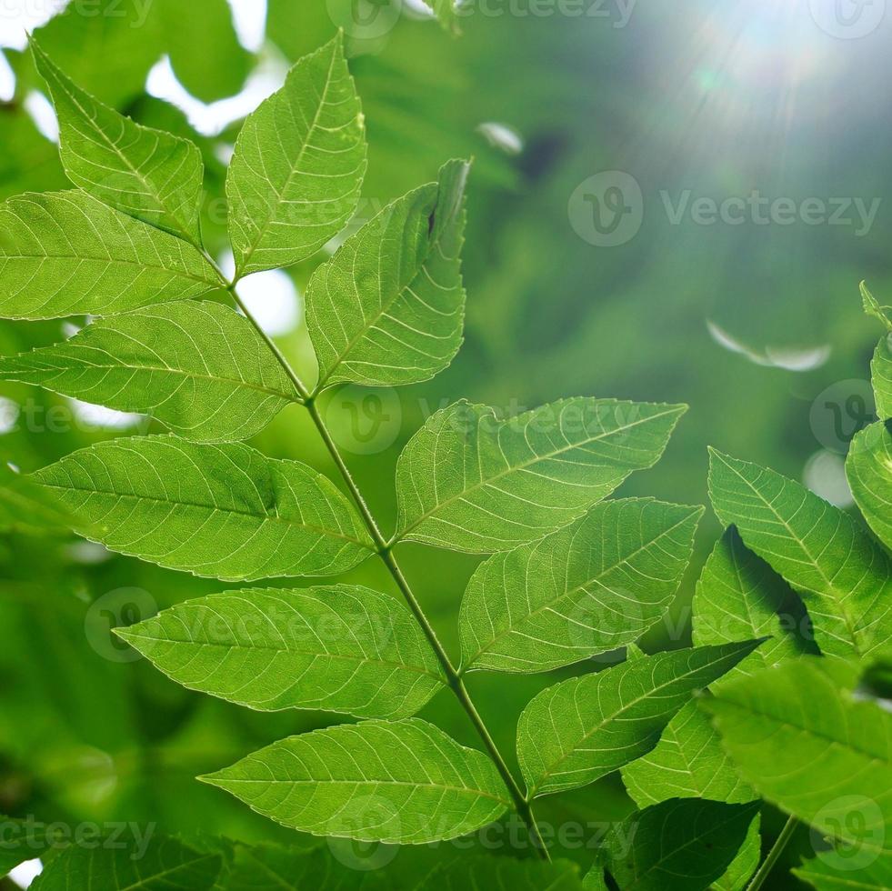 hojas de arbol verde en la naturaleza foto