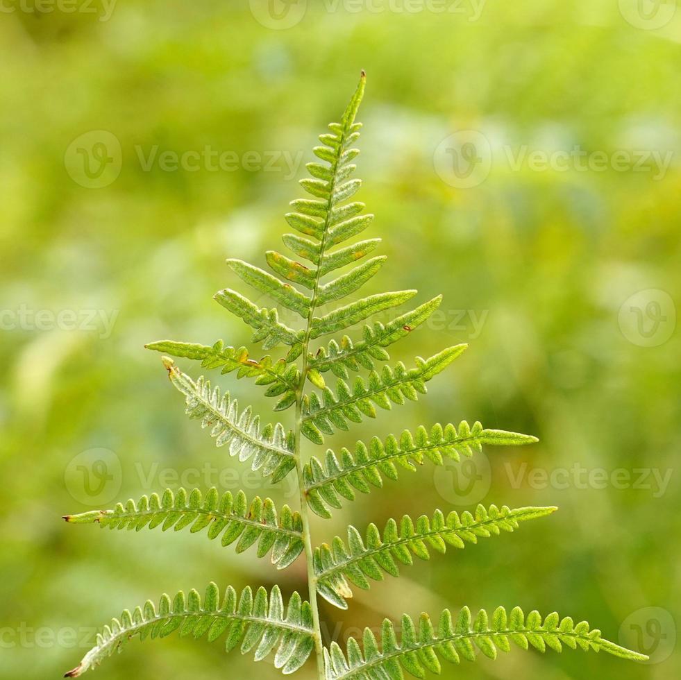 hojas de helecho verde en primavera foto