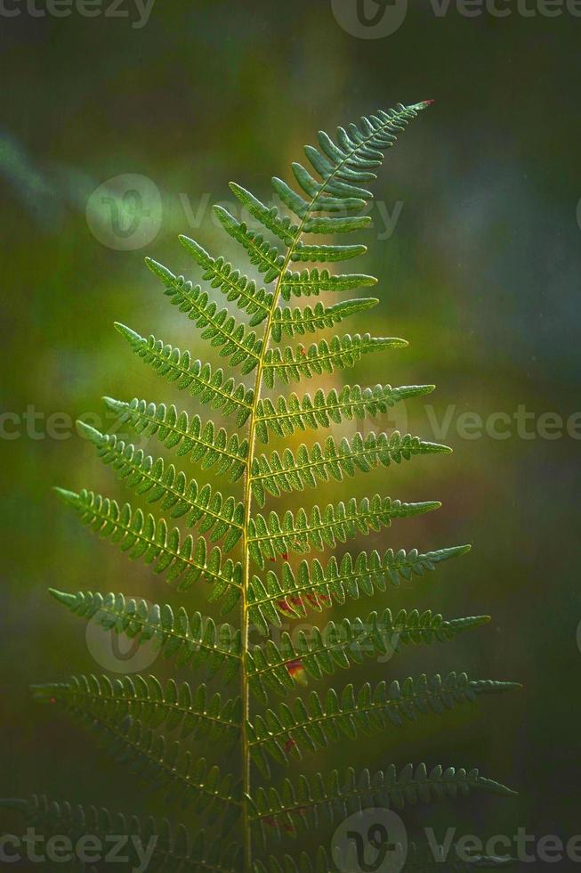green fern leaves in the nature photo