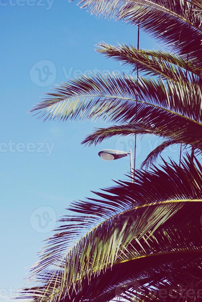palm tree in the nature photo