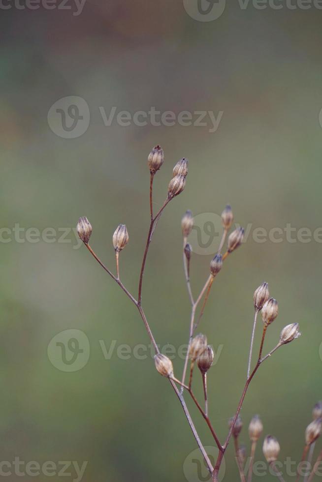 planta de flor seca en la temporada de otoño foto