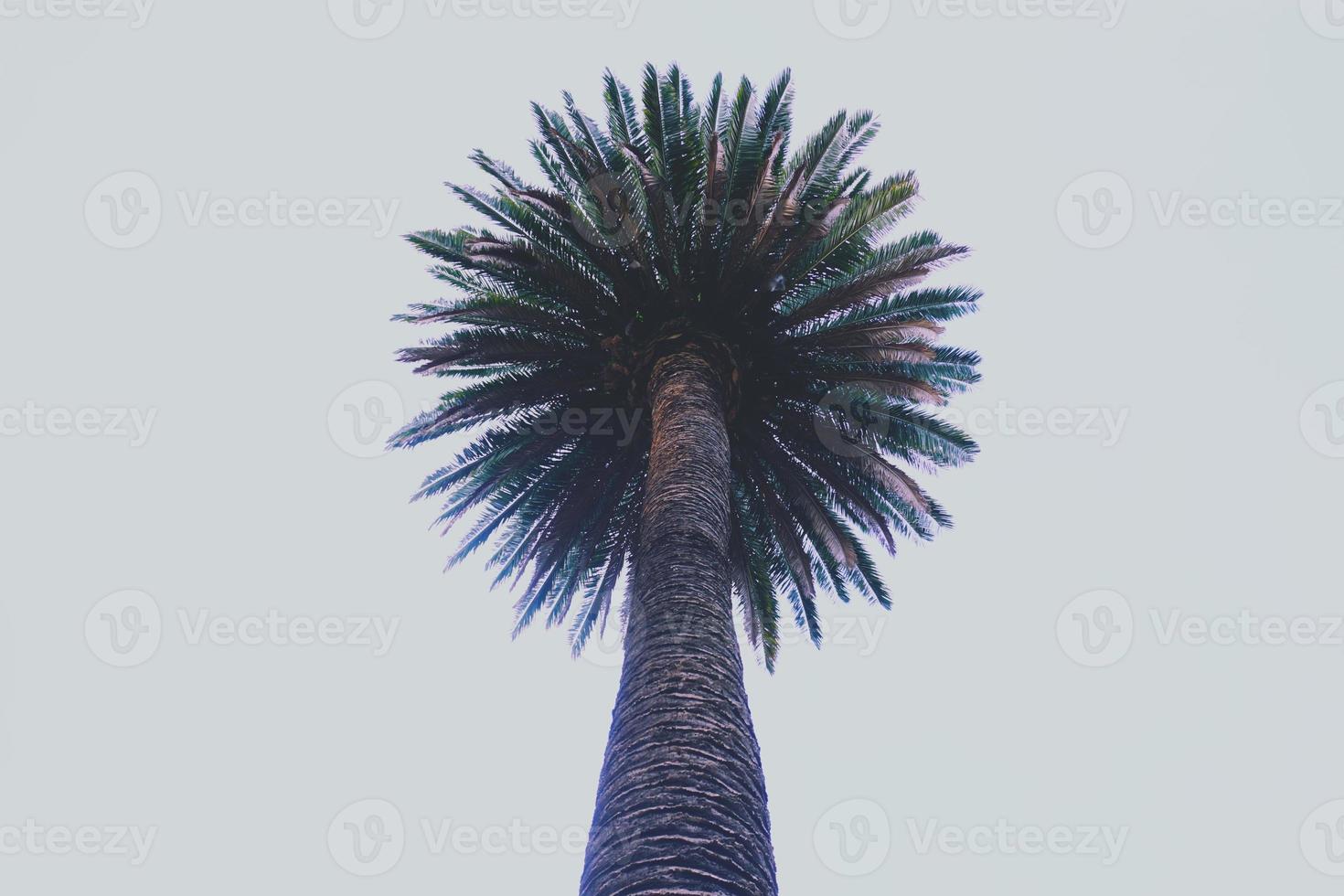 palm tree in the nature photo