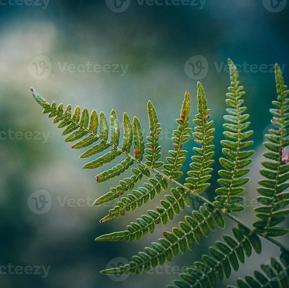 hojas de helecho verde en la naturaleza foto