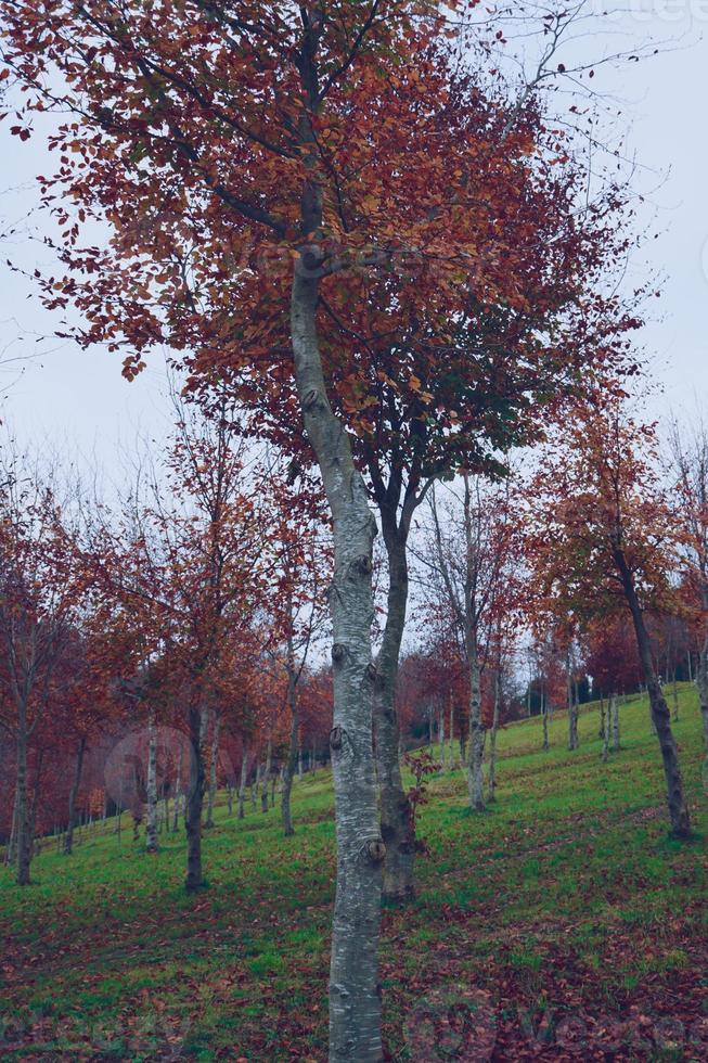 treen con hojas rojas en la temporada de otoño foto