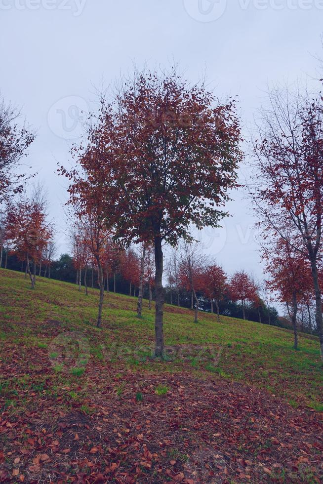 treen con hojas rojas en la temporada de otoño foto