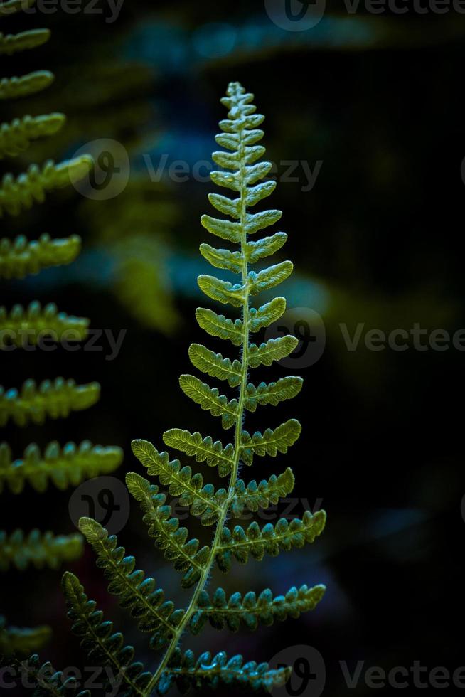 hojas de helecho verde en primavera foto