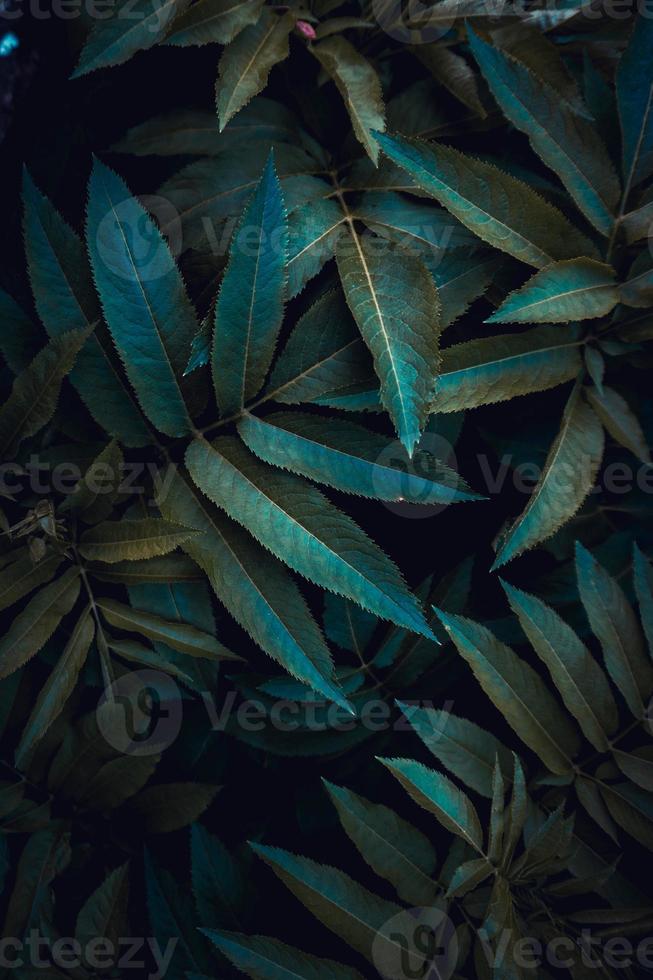 hojas de plantas verdes en primavera foto