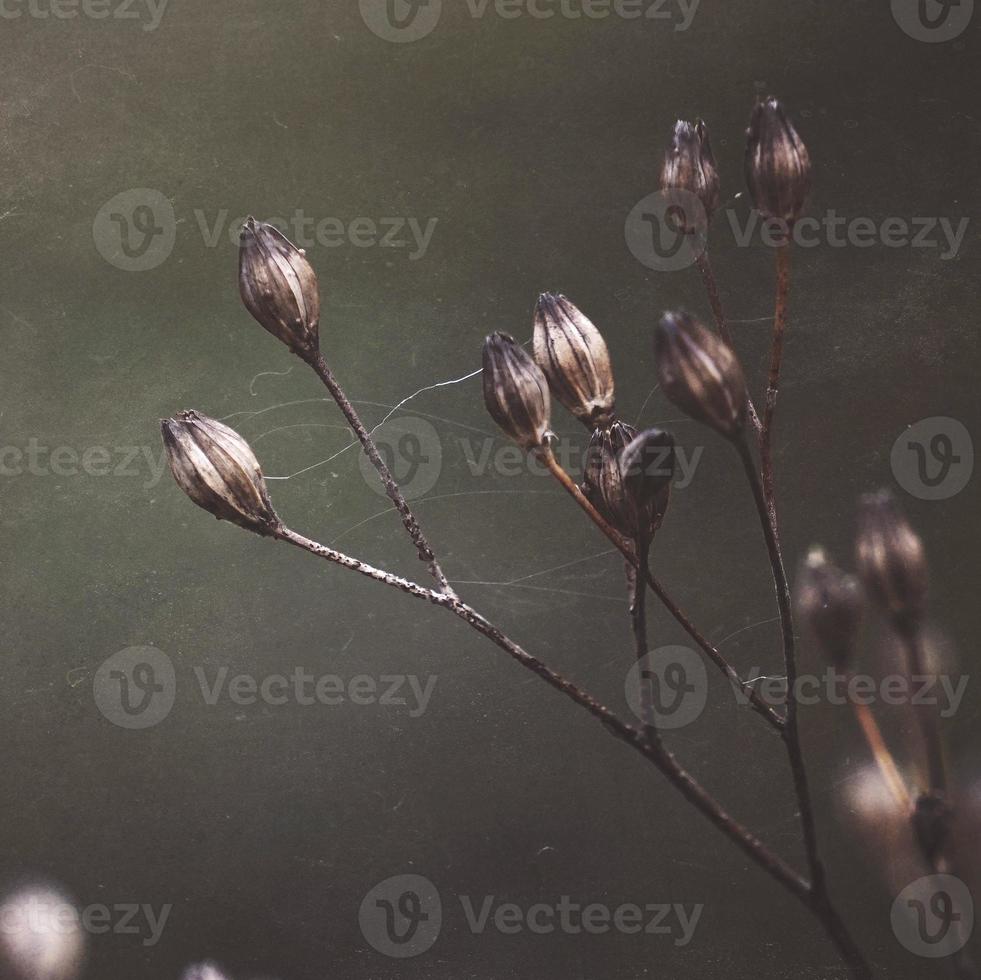 planta de flor seca en la temporada de otoño foto