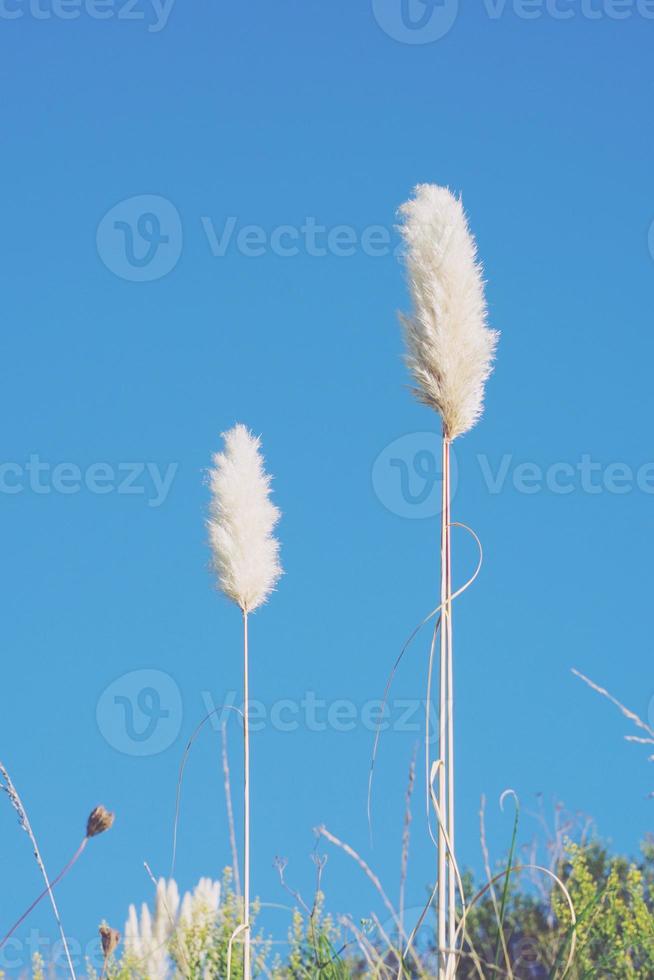 Planta de flores blancas en la naturaleza en primavera. foto