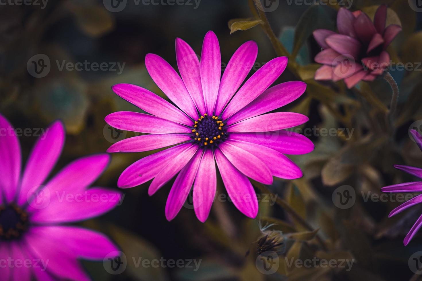 romantic pink flowers in the garden in spring season photo