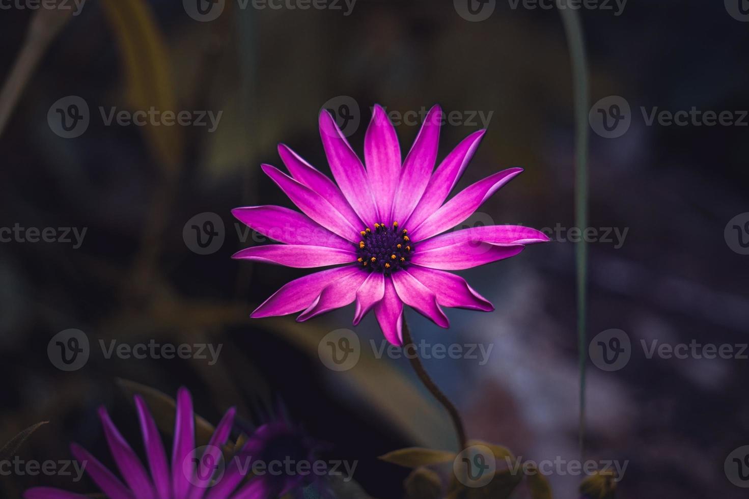 romantic pink flowers in the garden in spring season photo