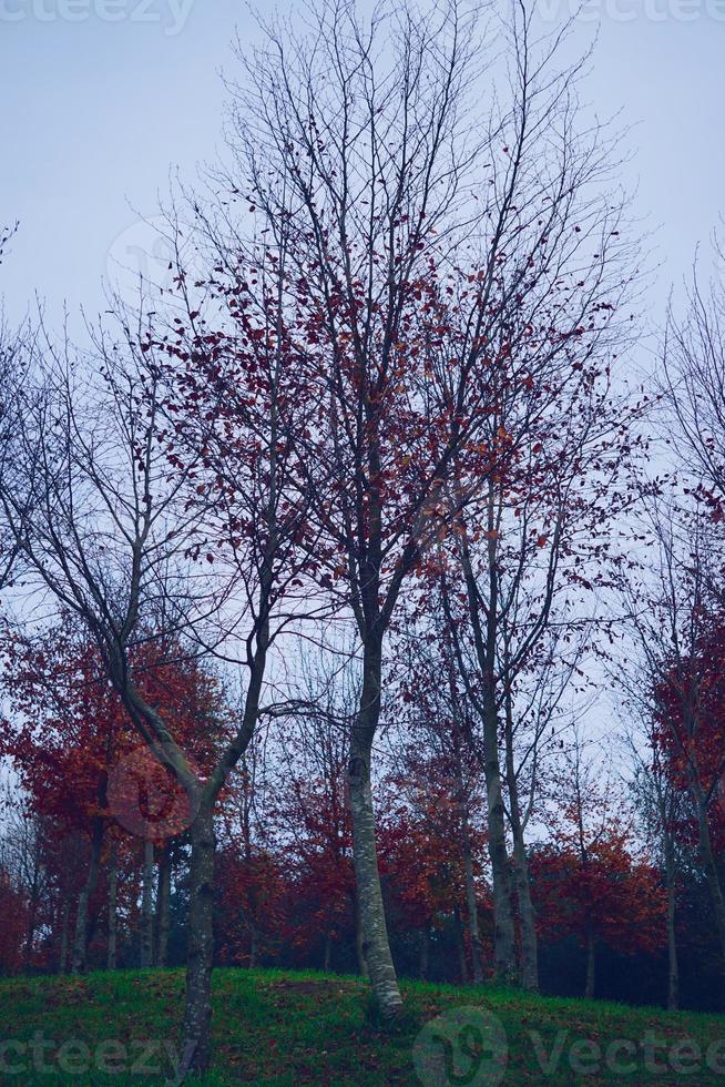 árboles con hojas rojas en la temporada de otoño foto