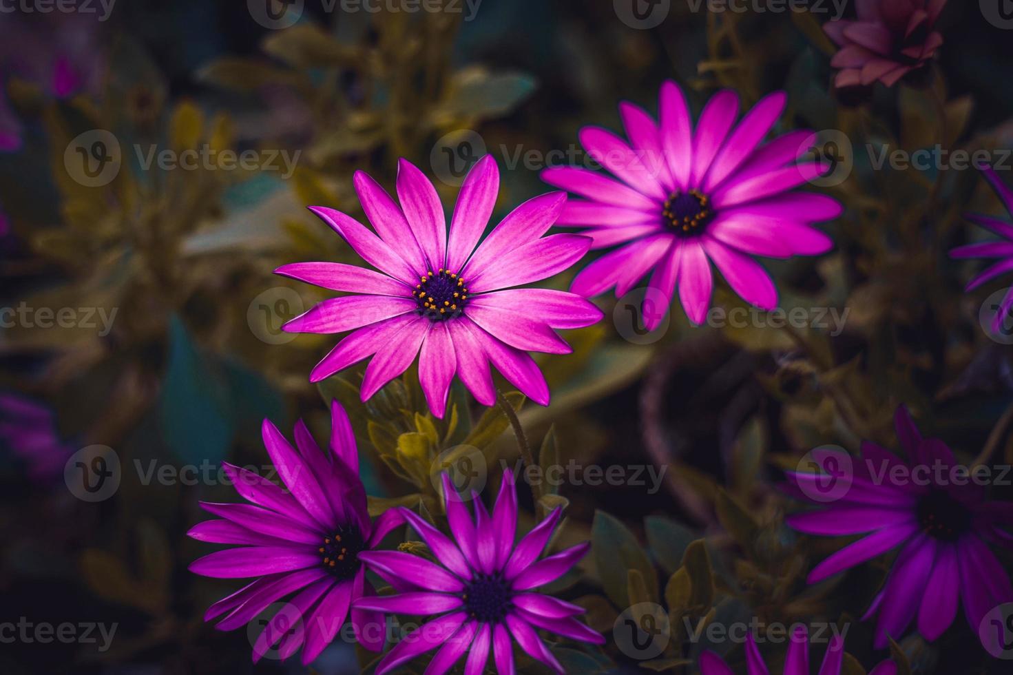 romantic pink flowers in the garden in spring season photo