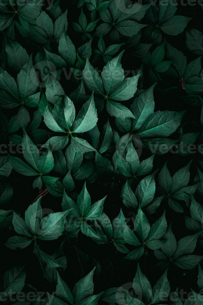 green plant leaves in the nature in spring season photo