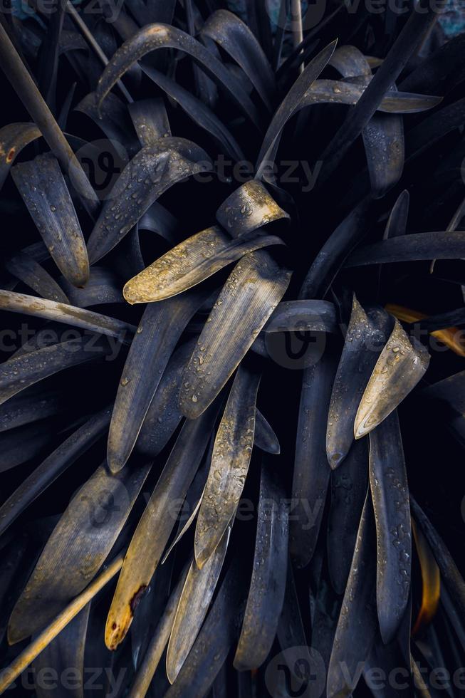 blue plant leaves in the nature in spring season photo