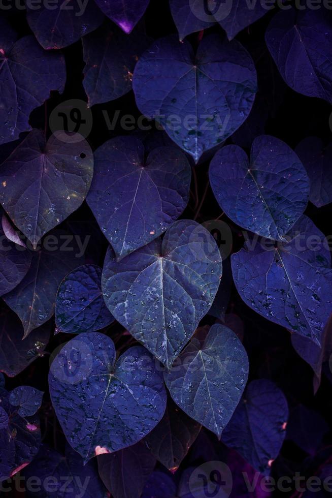 blue plant leaves in the nature in spring season photo