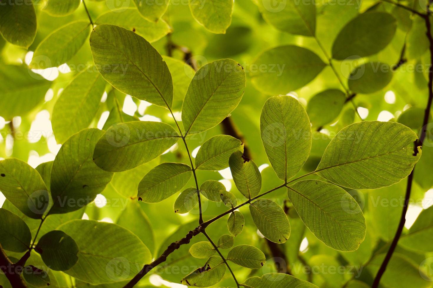 hojas de los árboles verdes en la temporada de primavera foto