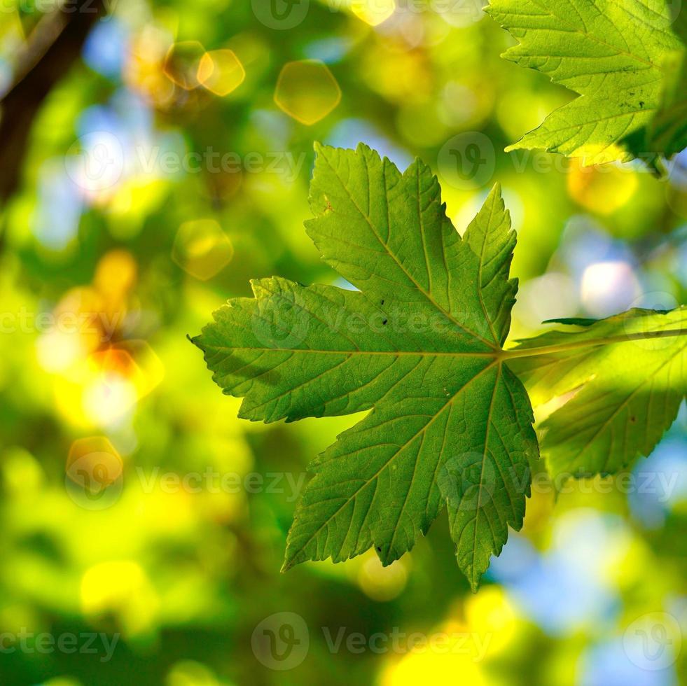 green tree leaves in spring season photo