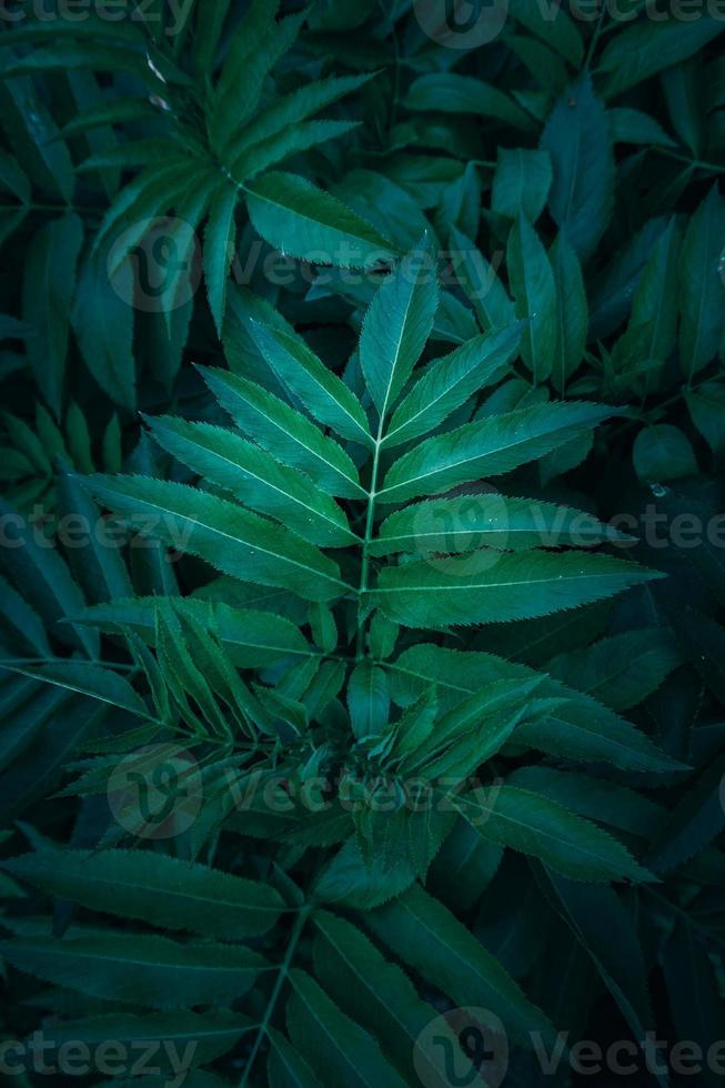 green plant leaves in the nature in spring season photo