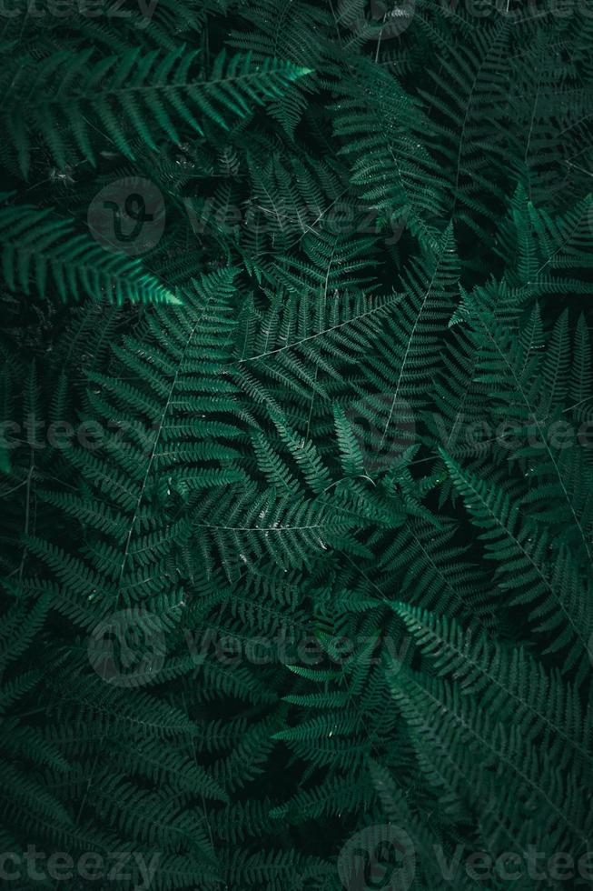 green plant leaves in the nature in spring season photo