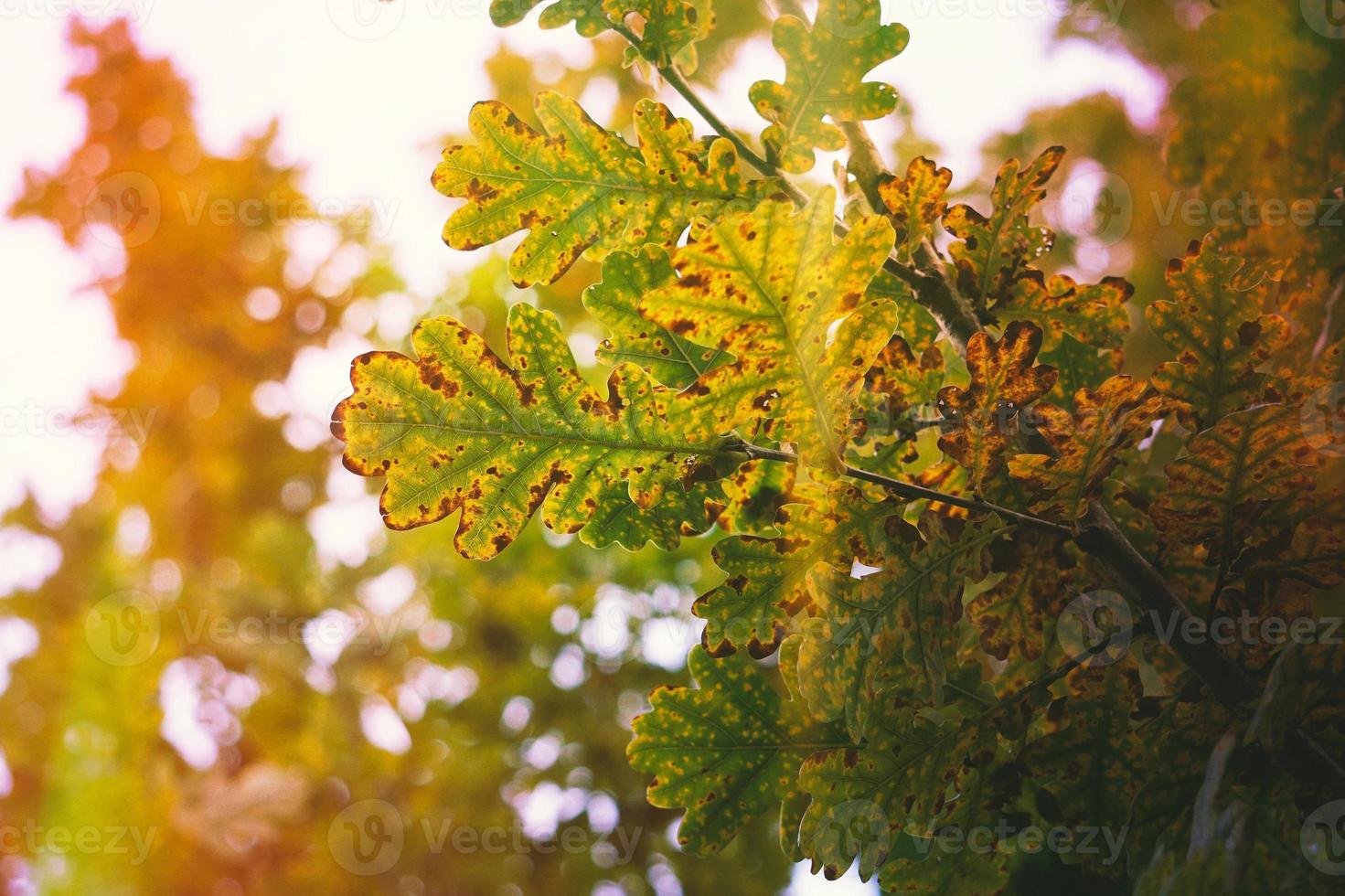 árbol de hojas marrones en la temporada de otoño foto