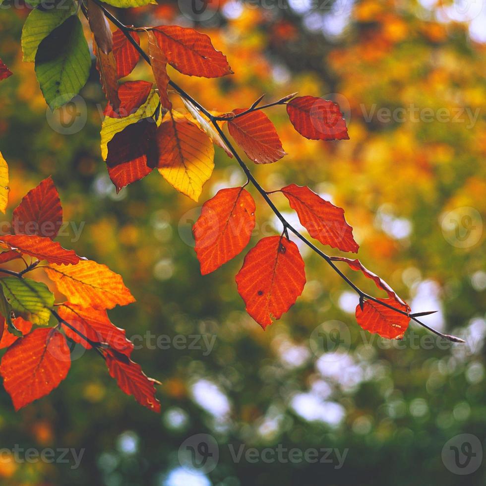 árbol de hojas marrones en la temporada de otoño foto
