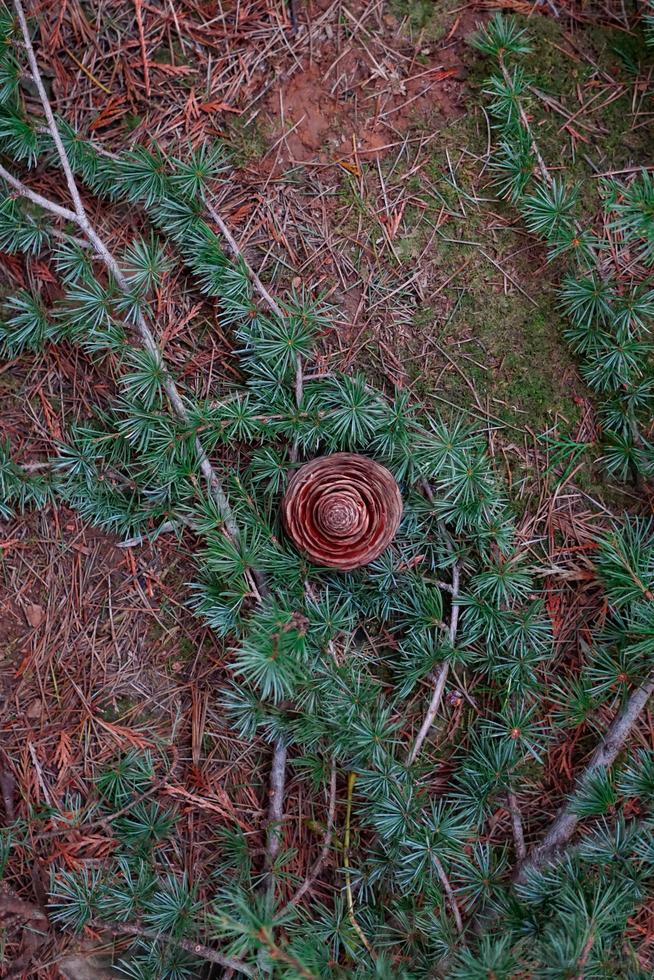 brown leaves and pine cone in winter season photo