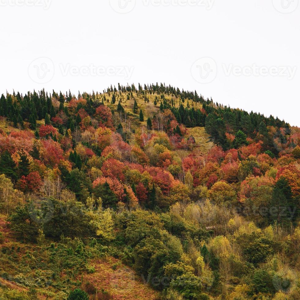 trees in the mountain in autumn season photo