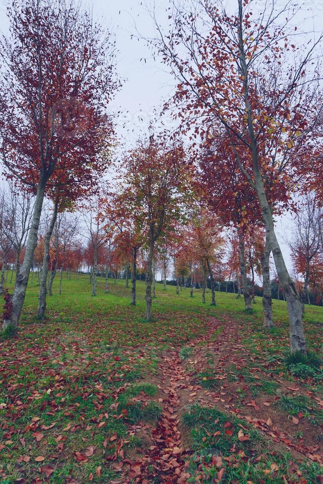 trees with red leaves in autumn season photo
