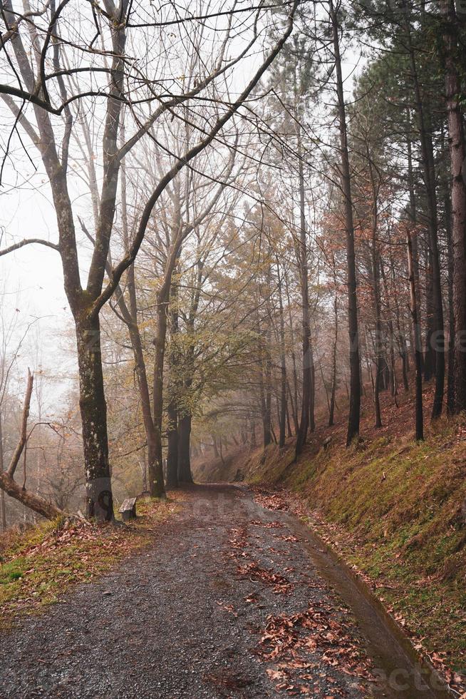 camino en el bosque en temporada de otoño foto