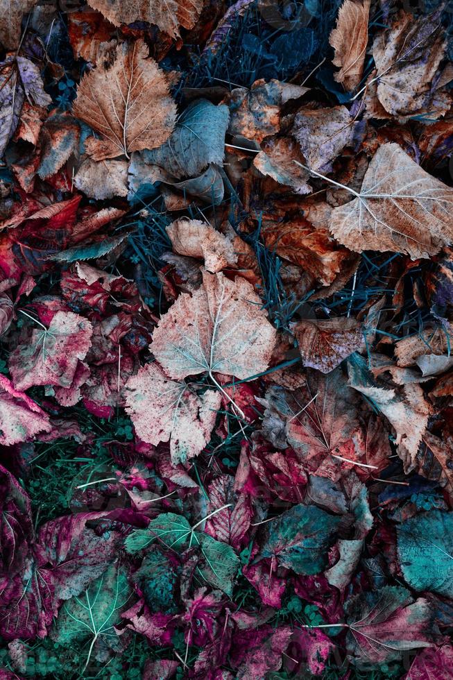 brown dry leaves on the ground in autum season photo