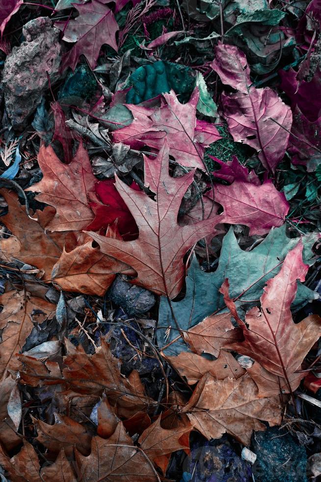 brown dry leaves on the ground in autum season photo