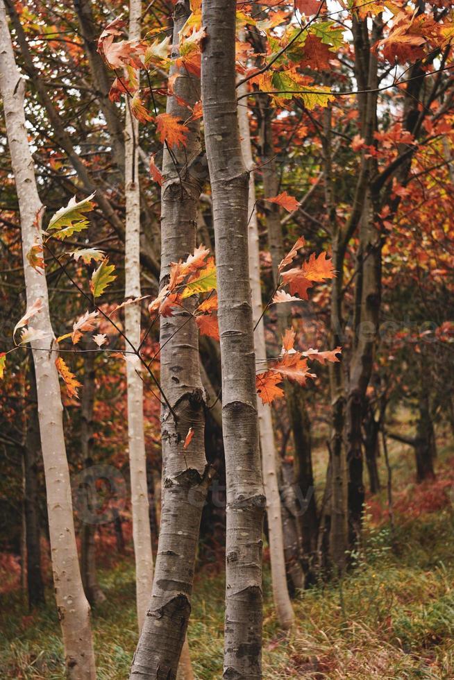 tree trunks with brown and red leaves in autumn season photo