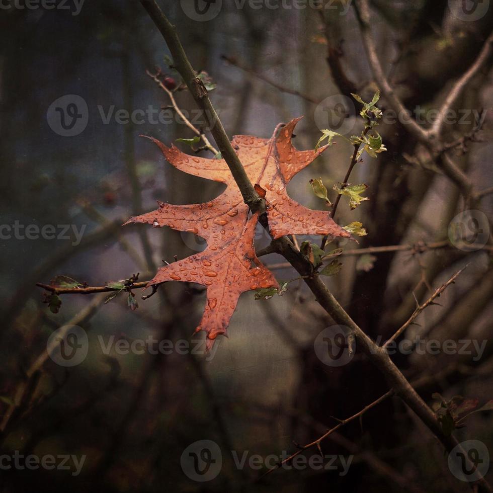 árbol de hojas marrones en la temporada de otoño foto