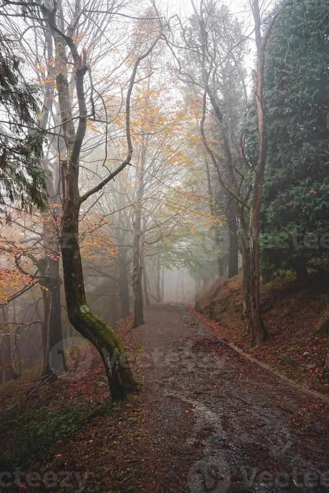 camino en el bosque en temporada de otoño foto